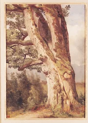 Le Chêne